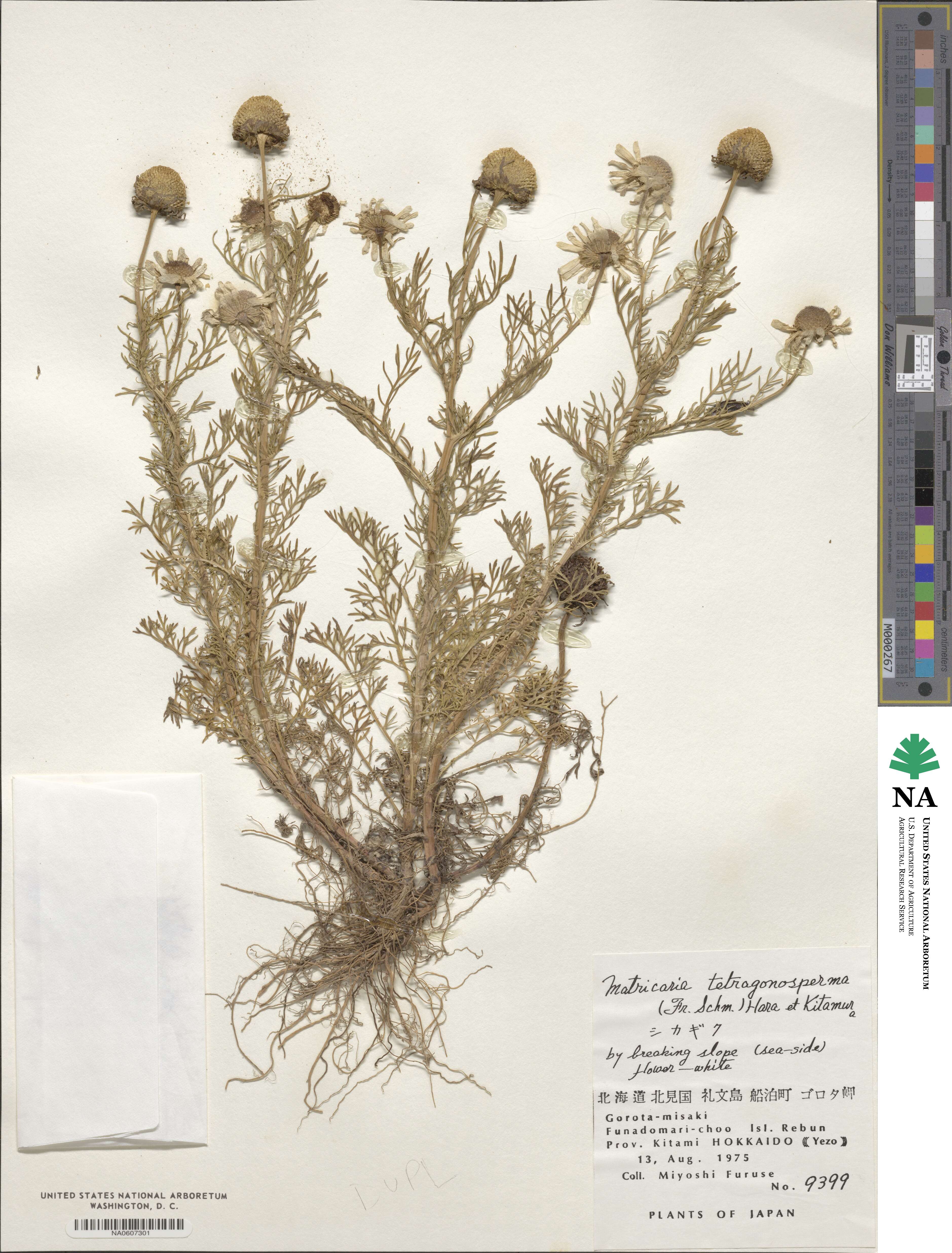 Tripleurospermum tetragonospermum image