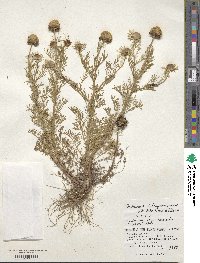 Tripleurospermum tetragonospermum image