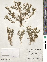 Matricaria discoidea image