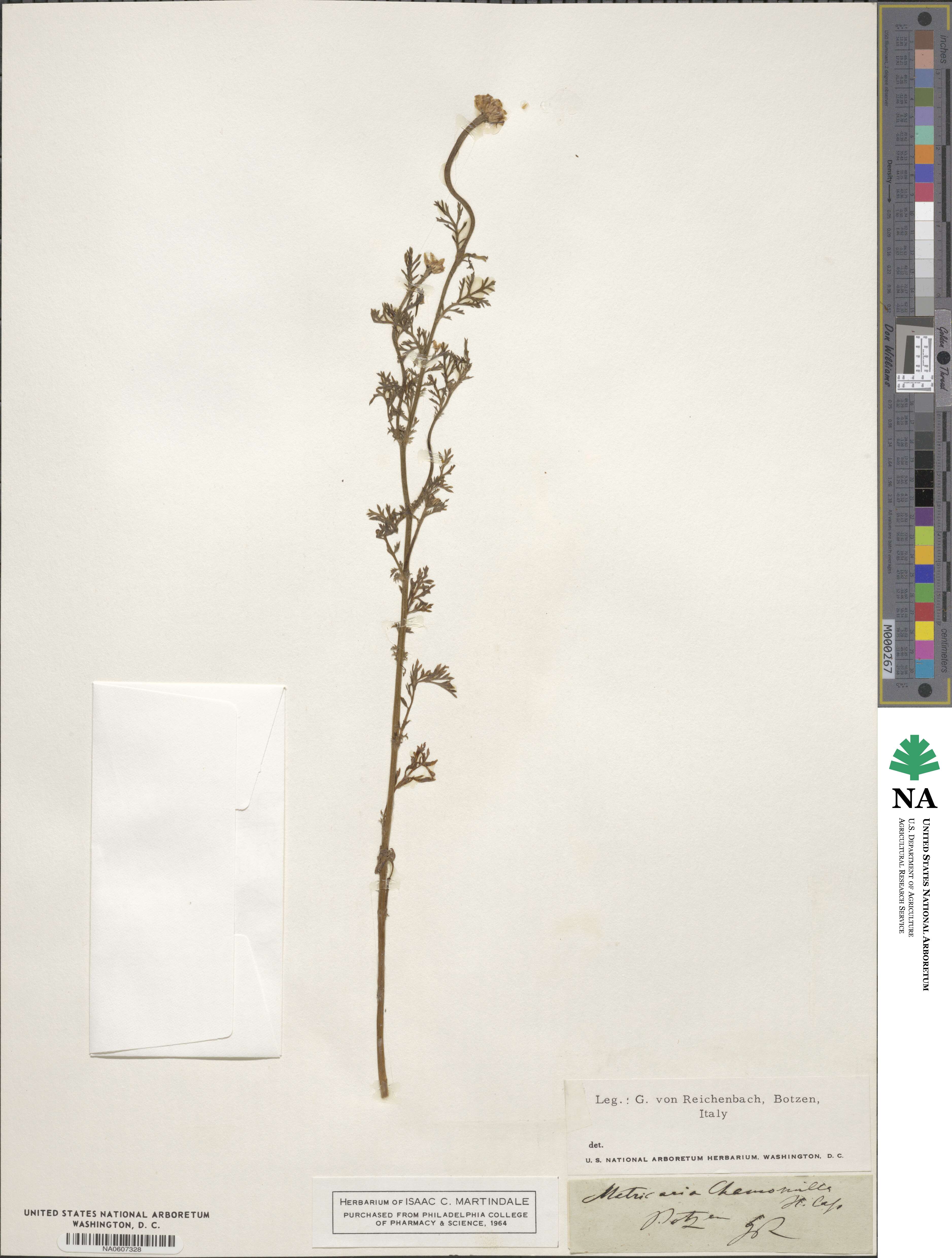 Matricaria chamomilla image