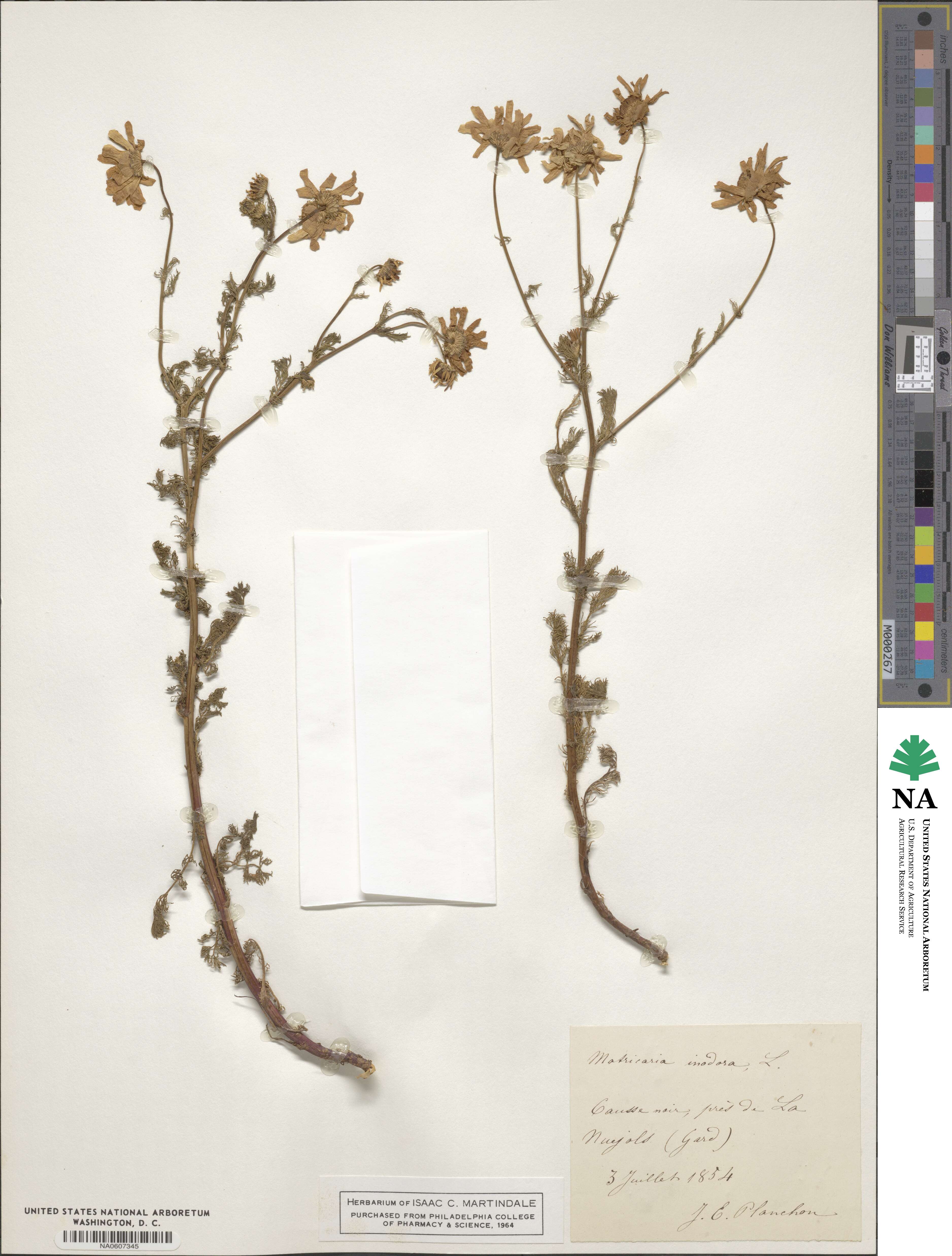 Matricaria image