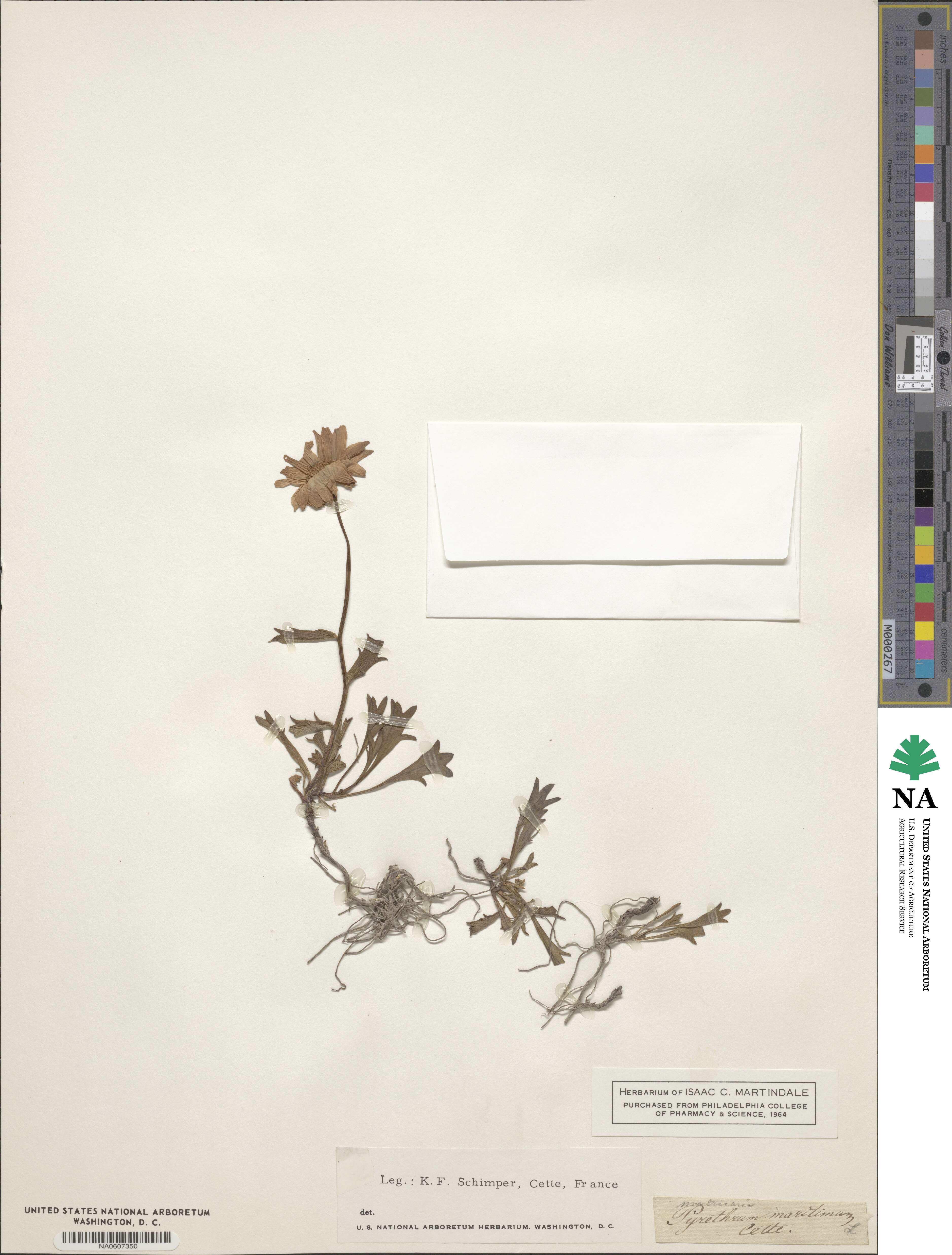 Tripleurospermum maritimum image
