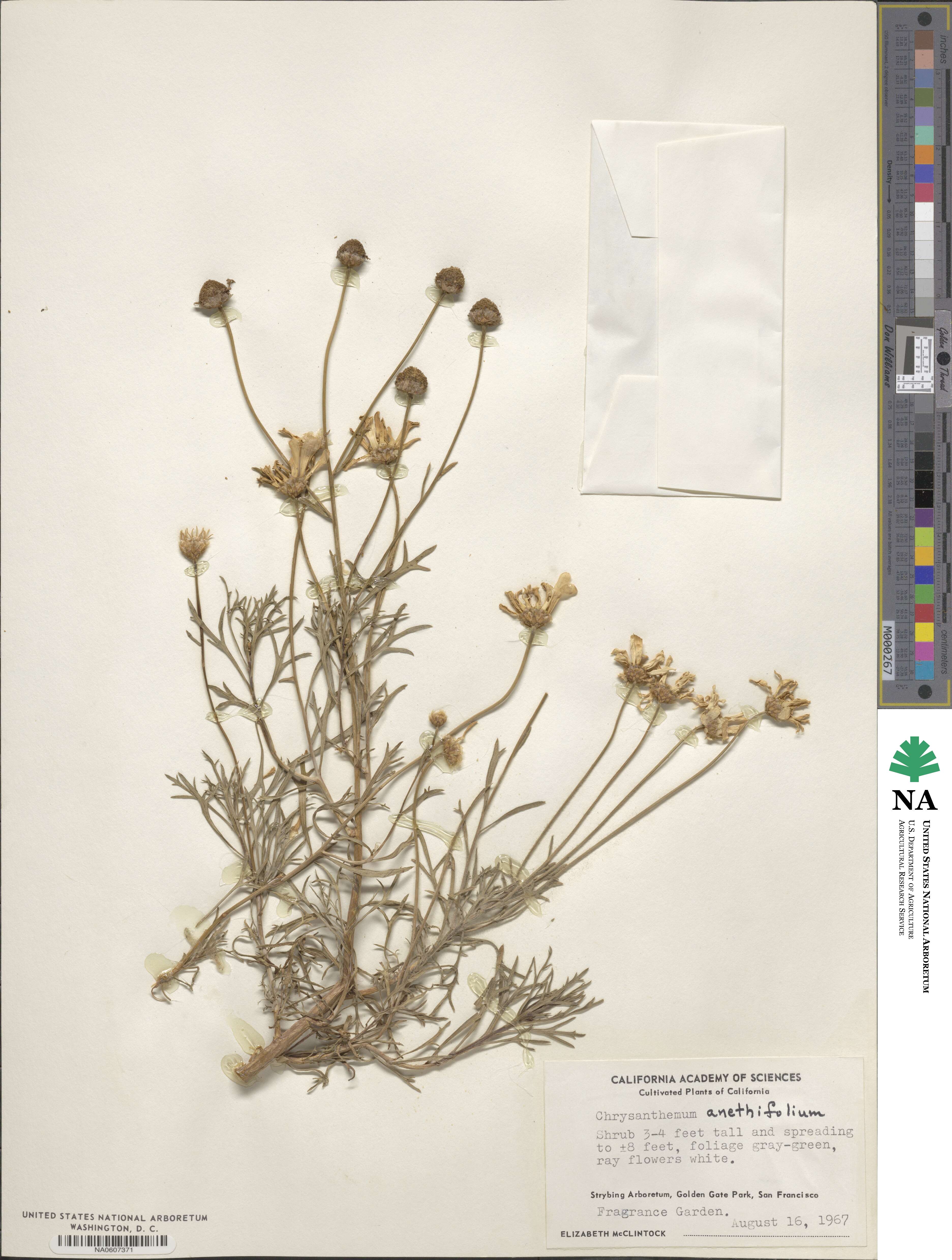 Argyranthemum foeniculaceum image