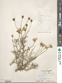 Argyranthemum foeniculaceum image