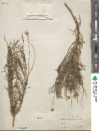 Argyranthemum foeniculaceum image