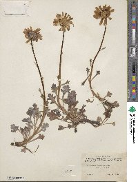 Arctanthemum arcticum subsp. arcticum image