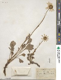 Arctanthemum arcticum subsp. arcticum image