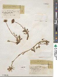 Arctanthemum arcticum subsp. arcticum image