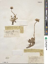 Arctanthemum arcticum subsp. arcticum image