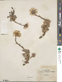 Arctanthemum arcticum subsp. arcticum image