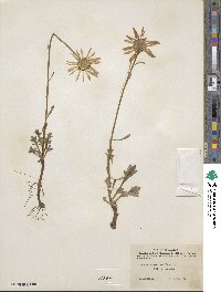 Arctanthemum arcticum image