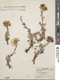 Arctanthemum arcticum subsp. arcticum image