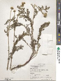 Tanacetum bipinnatum subsp. bipinnatum image