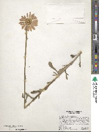 Leucanthemum vulgare subsp. vulgare image