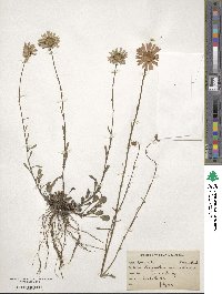 Leucanthemum vulgare image