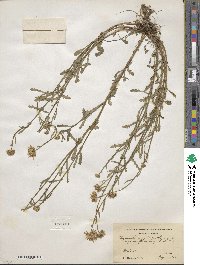 Leucanthemum ircutianum subsp. ircutianum image