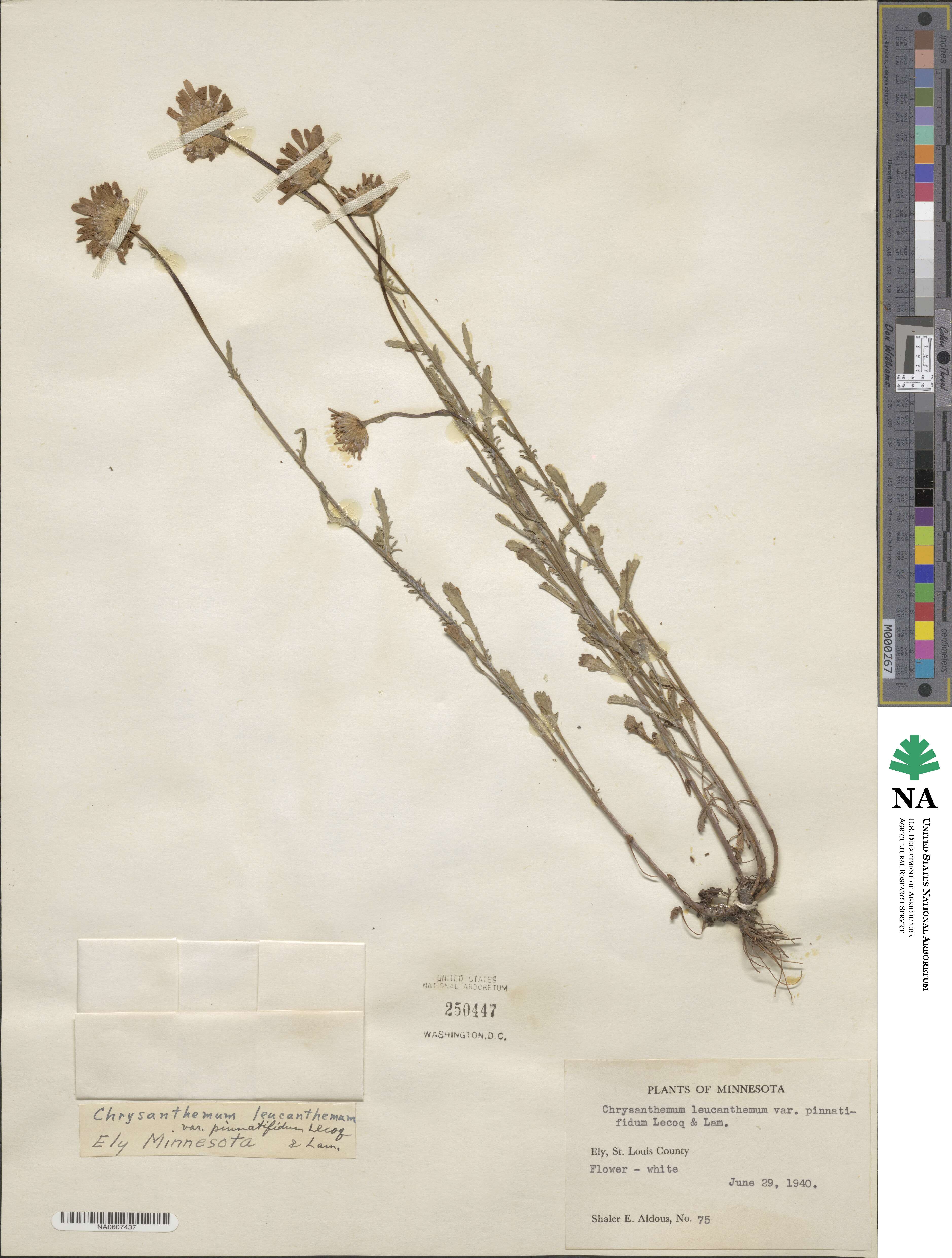 Leucanthemum ircutianum subsp. ircutianum image