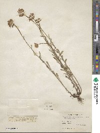 Leucanthemum ircutianum subsp. ircutianum image