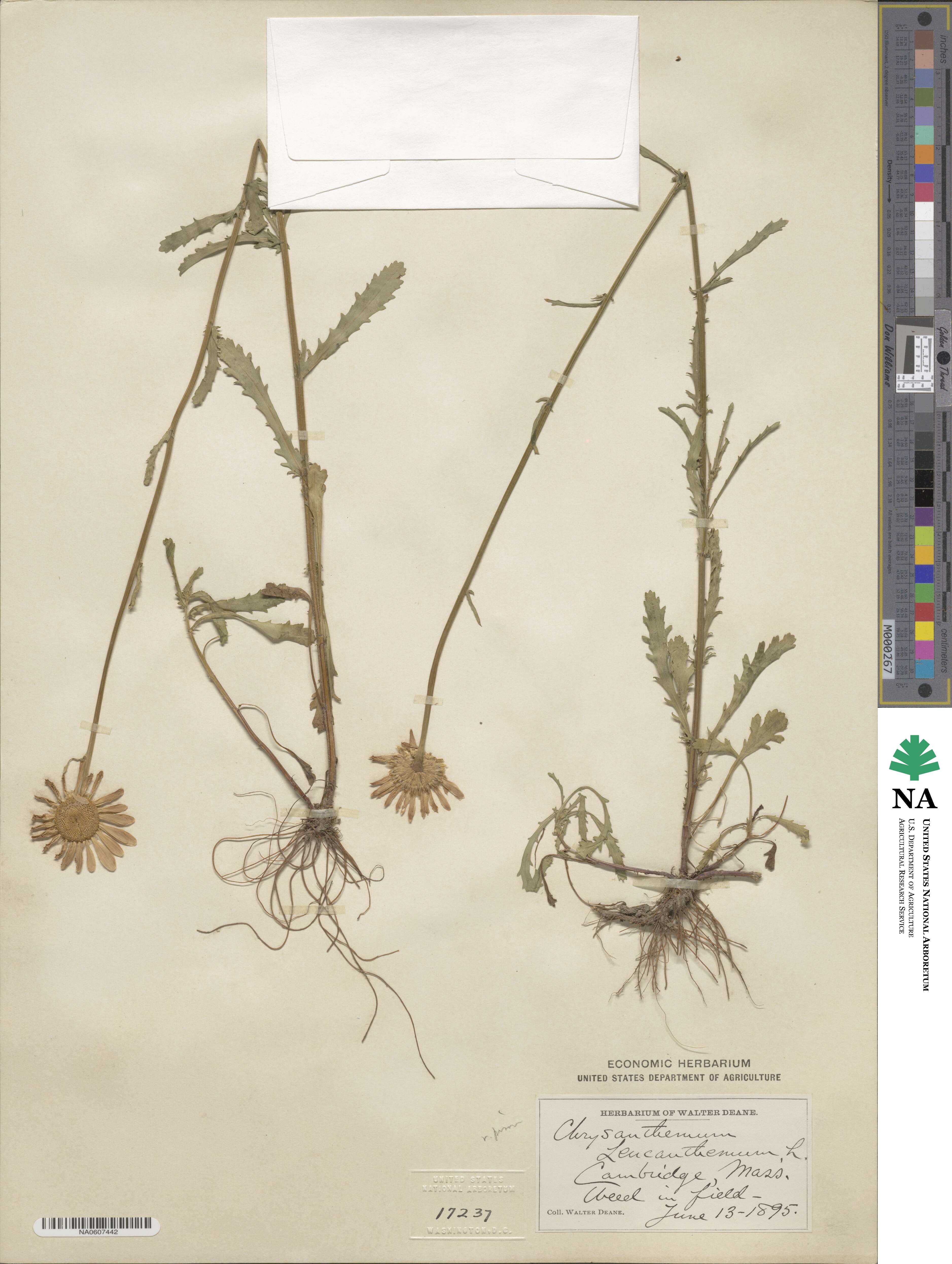 Leucanthemum ircutianum subsp. ircutianum image