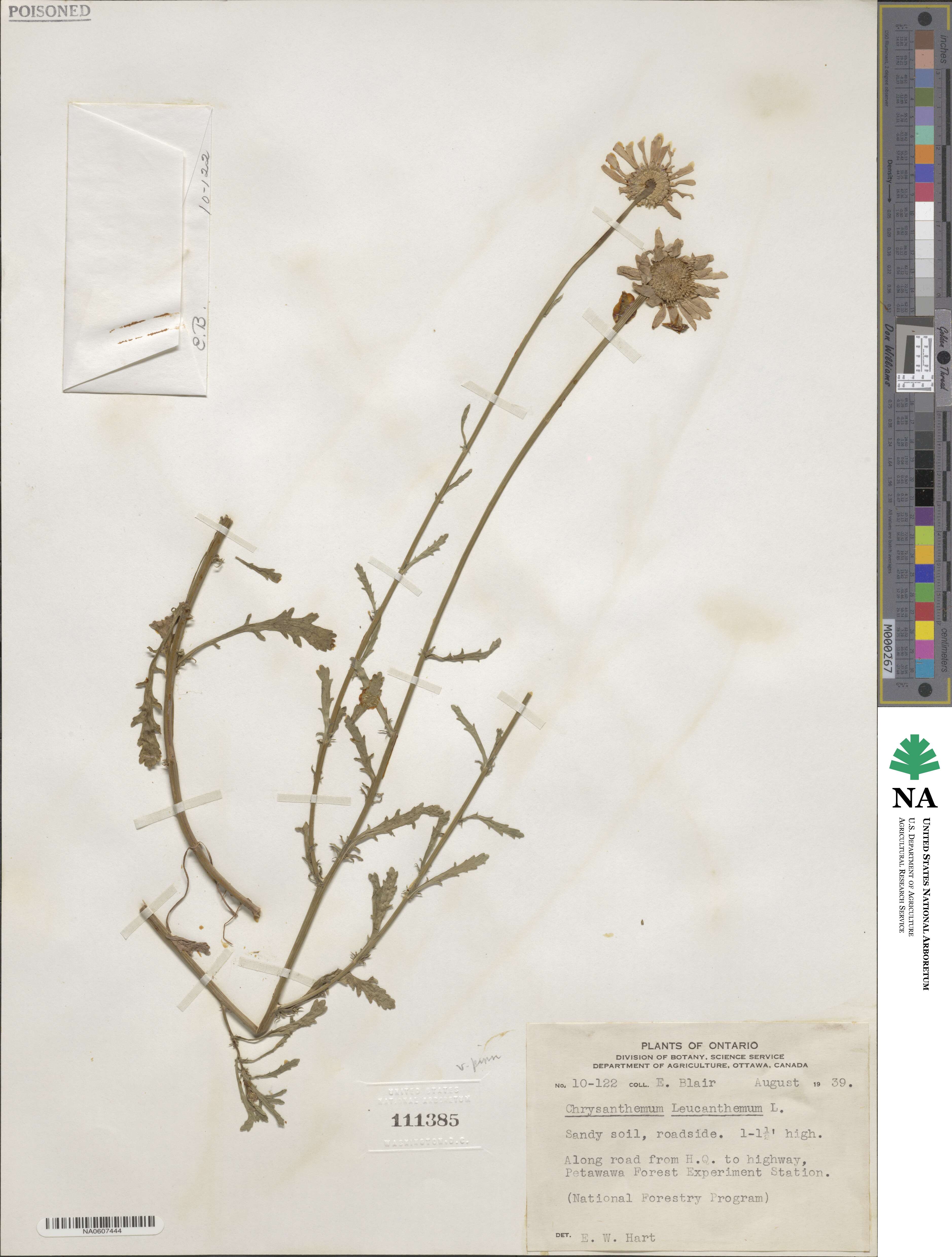 Leucanthemum ircutianum subsp. ircutianum image
