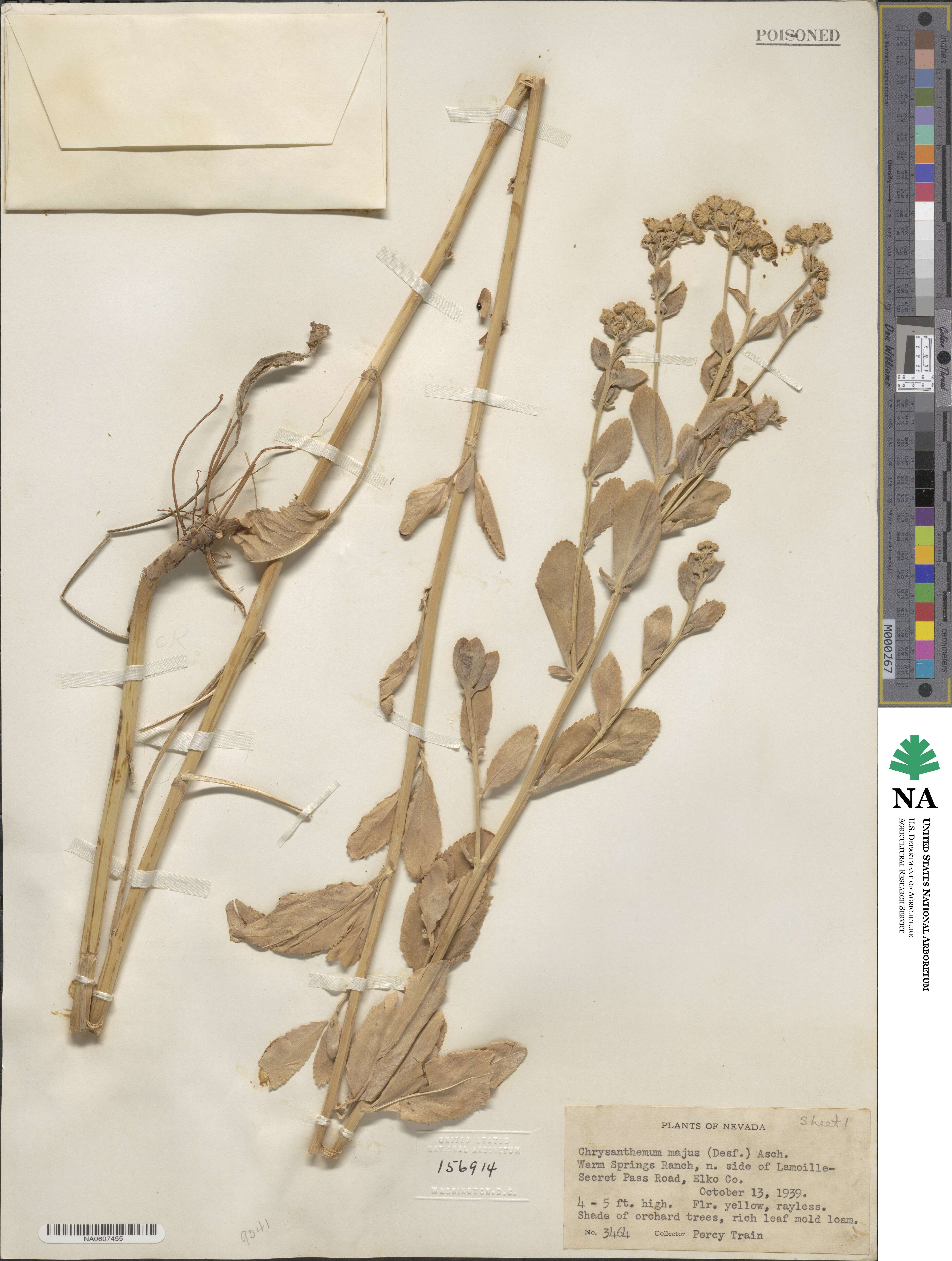 Tanacetum balsamita image