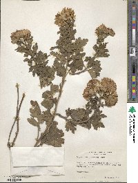 Chrysanthemum morifolium image