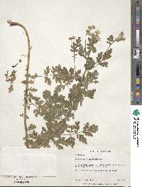 Tanacetum parthenium image