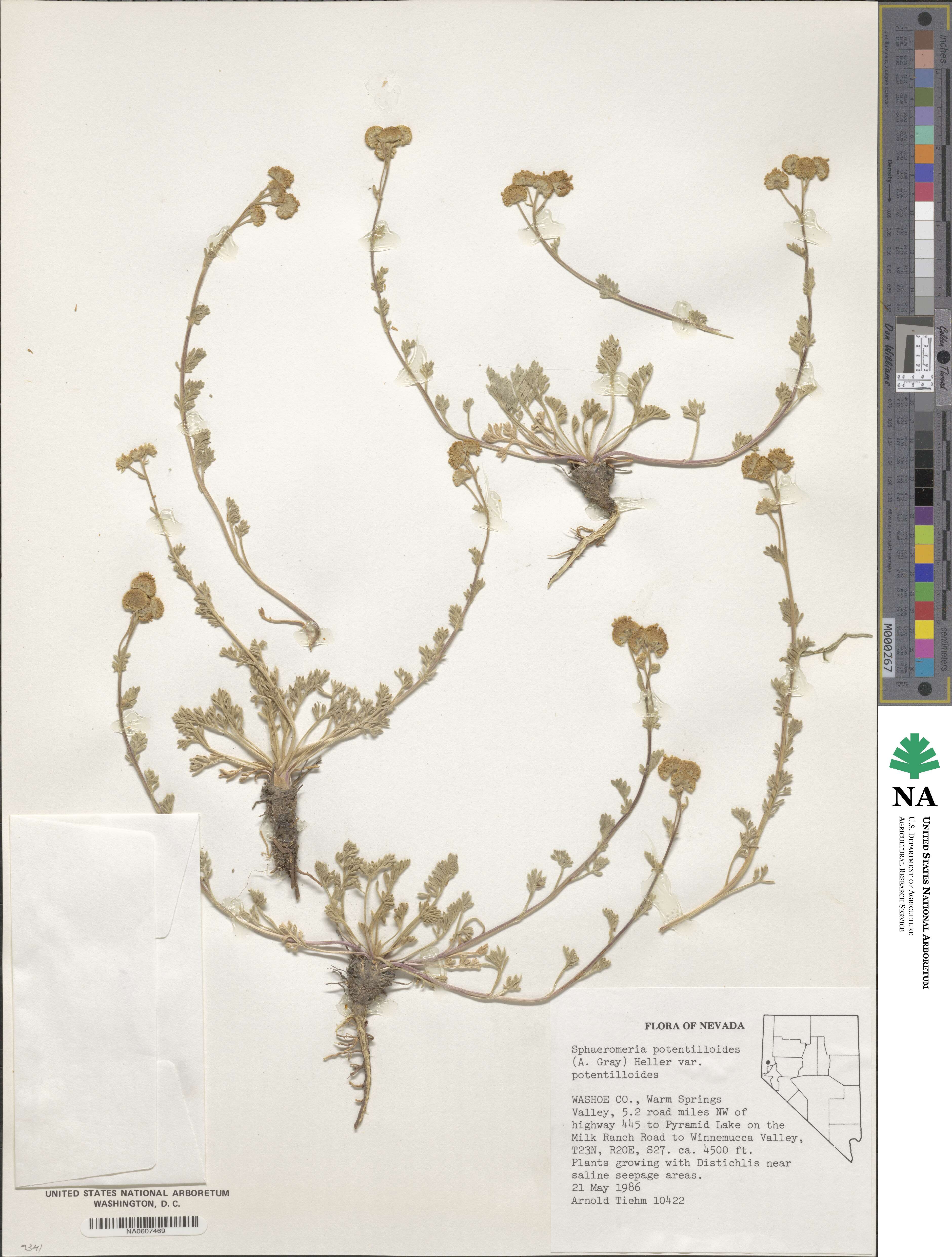 Chrysanthemum potentilloides image