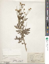 Tanacetum coccineum image