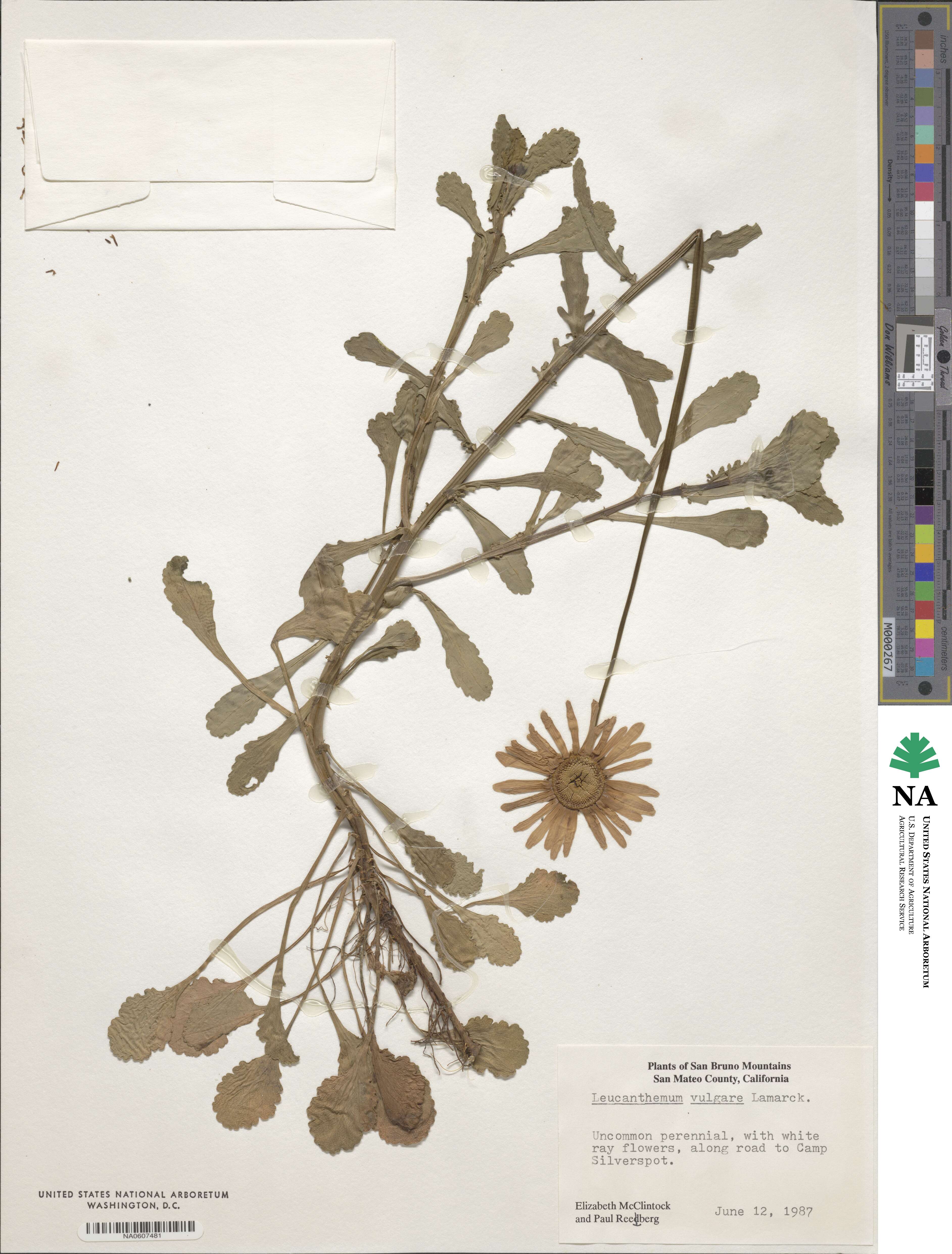 Chrysanthemum vulgare image