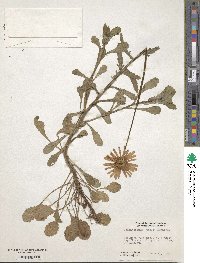 Chrysanthemum vulgare image