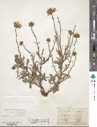 Chrysanthemum vulgare image