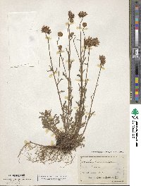 Chrysanthemum vulgare image