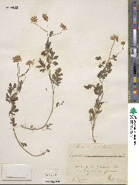 Image of Tanacetum achilleifolium