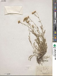 Tanacetum achilleifolium image