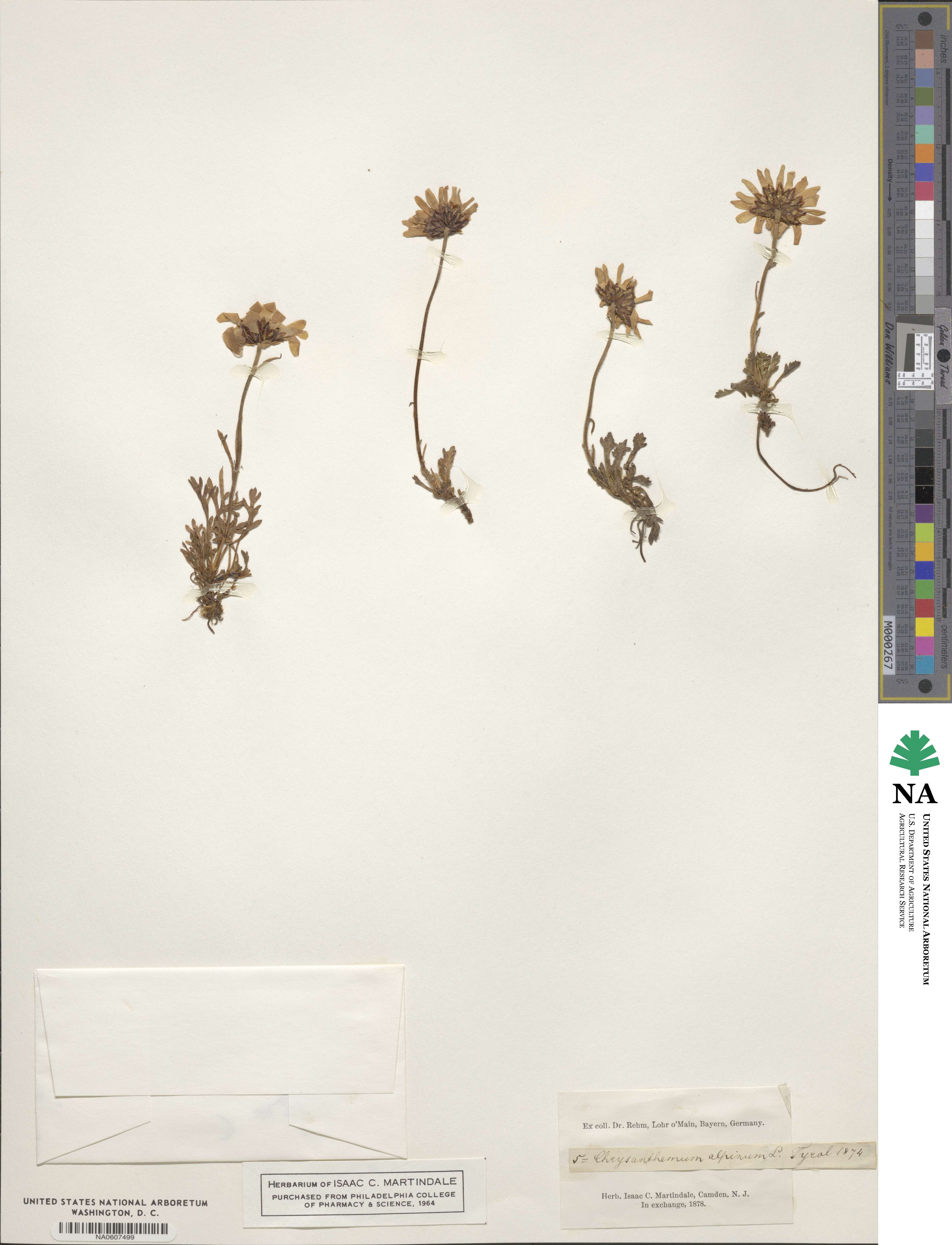 Chrysanthemum alpinum image