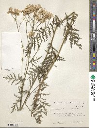 Tanacetum corymbosum subsp. corymbosum image