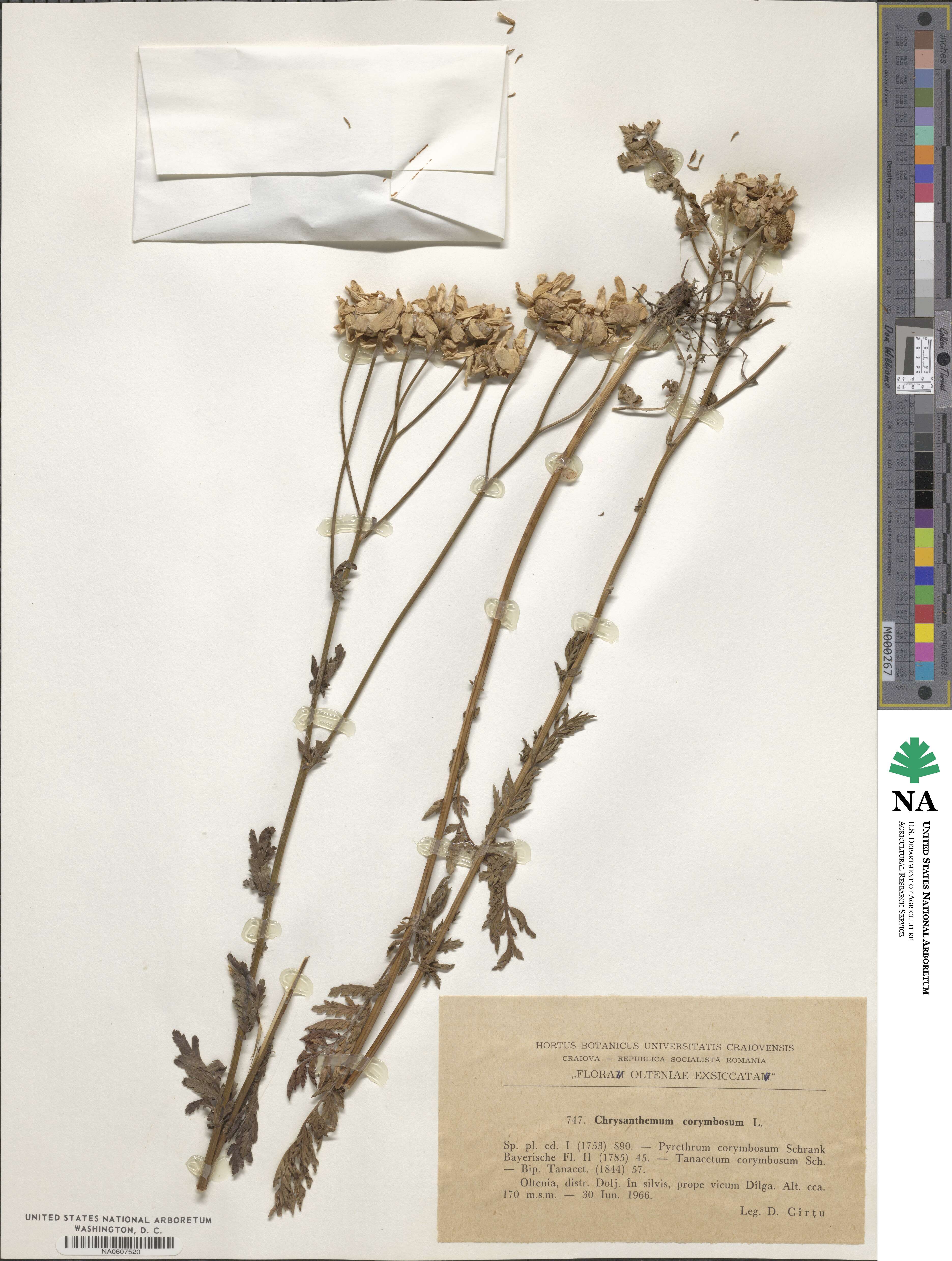 Tanacetum corymbosum subsp. corymbosum image