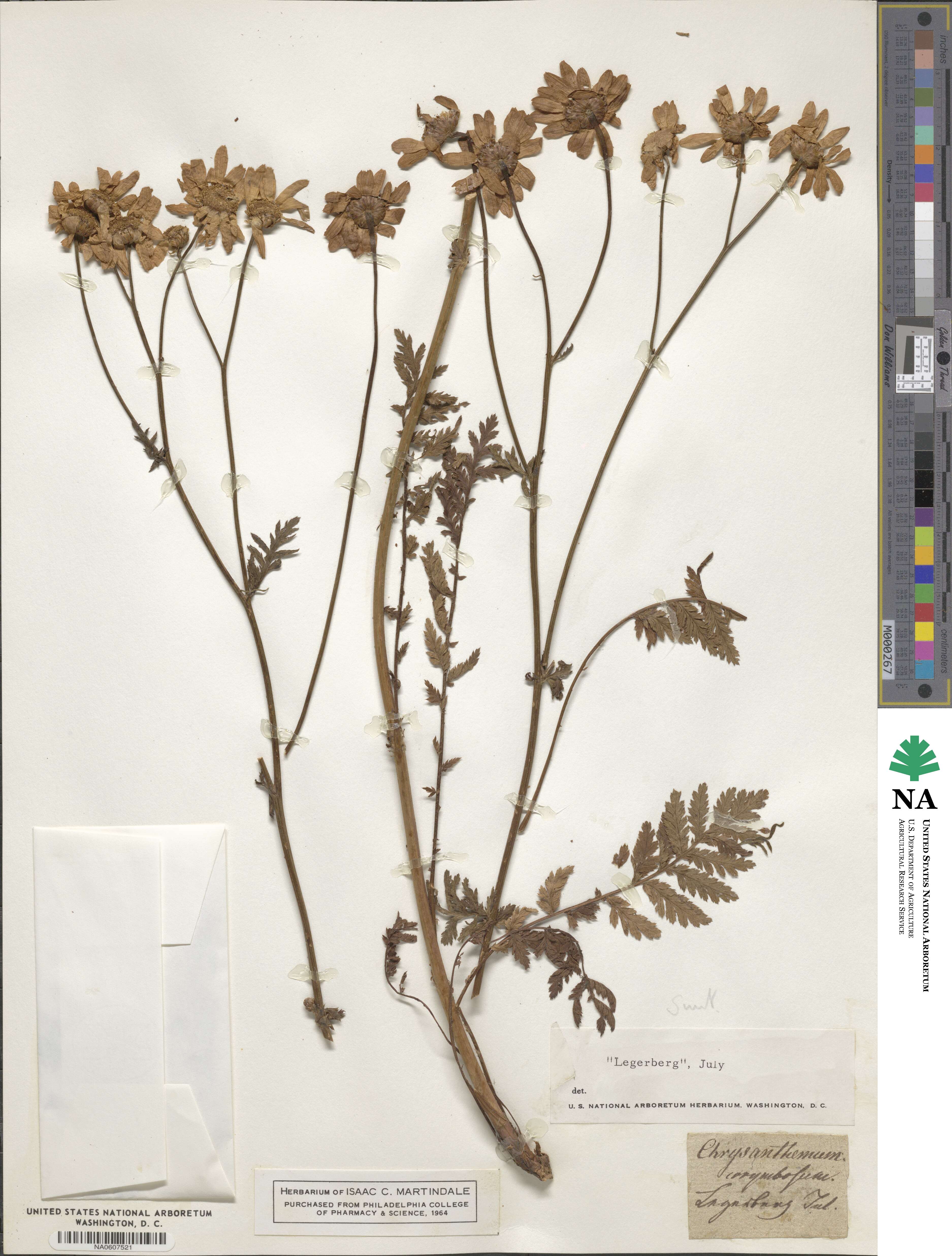 Tanacetum corymbosum subsp. corymbosum image