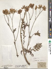 Tanacetum corymbosum image