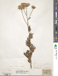 Tanacetum corymbosum image