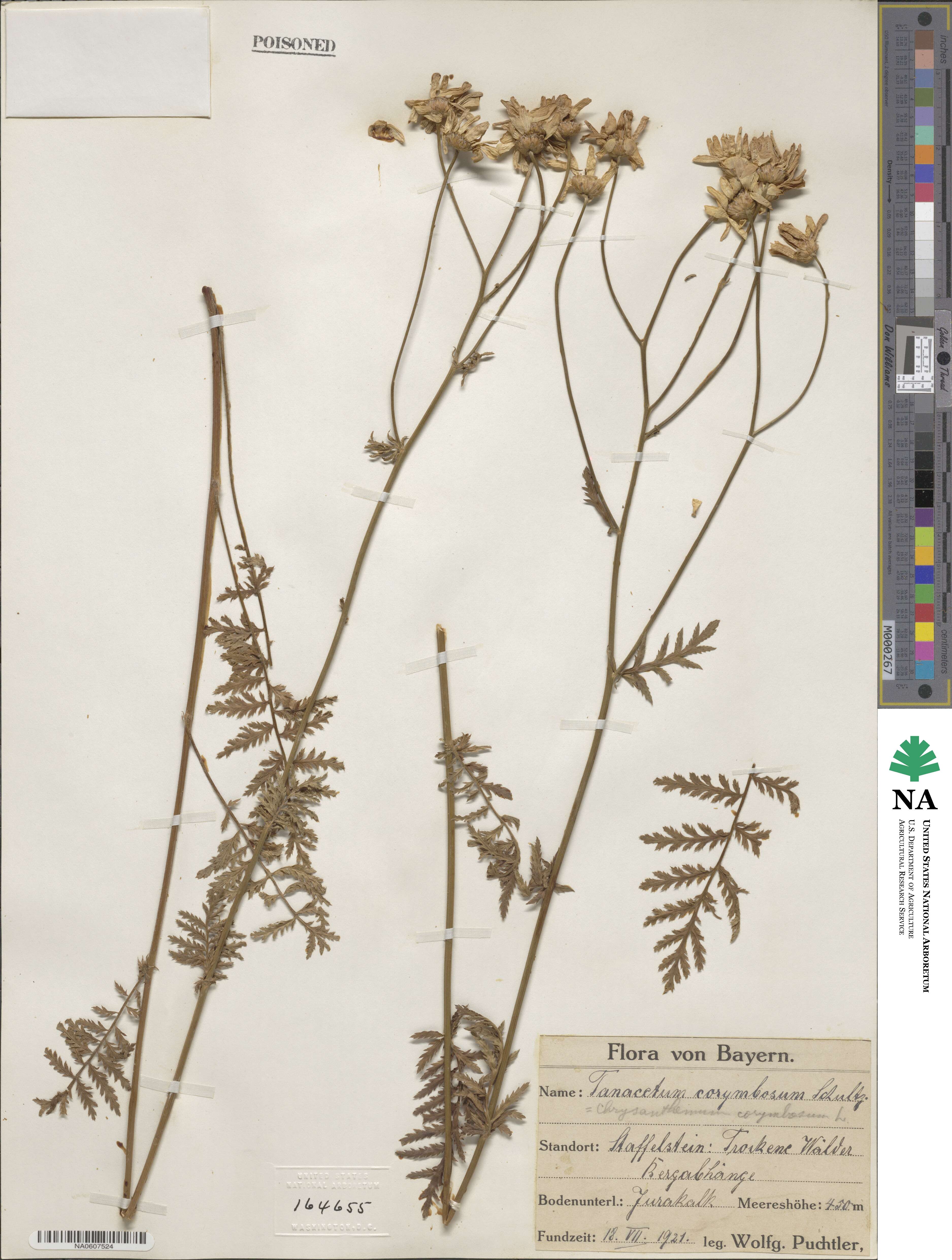 Tanacetum corymbosum image