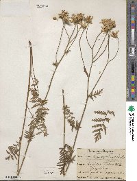 Tanacetum corymbosum image