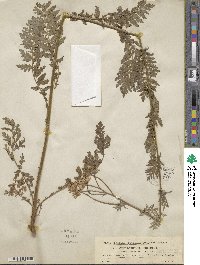 Tanacetum corymbosum subsp. corymbosum image