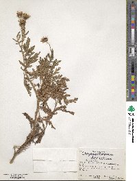 Image of Argyranthemum dissectum