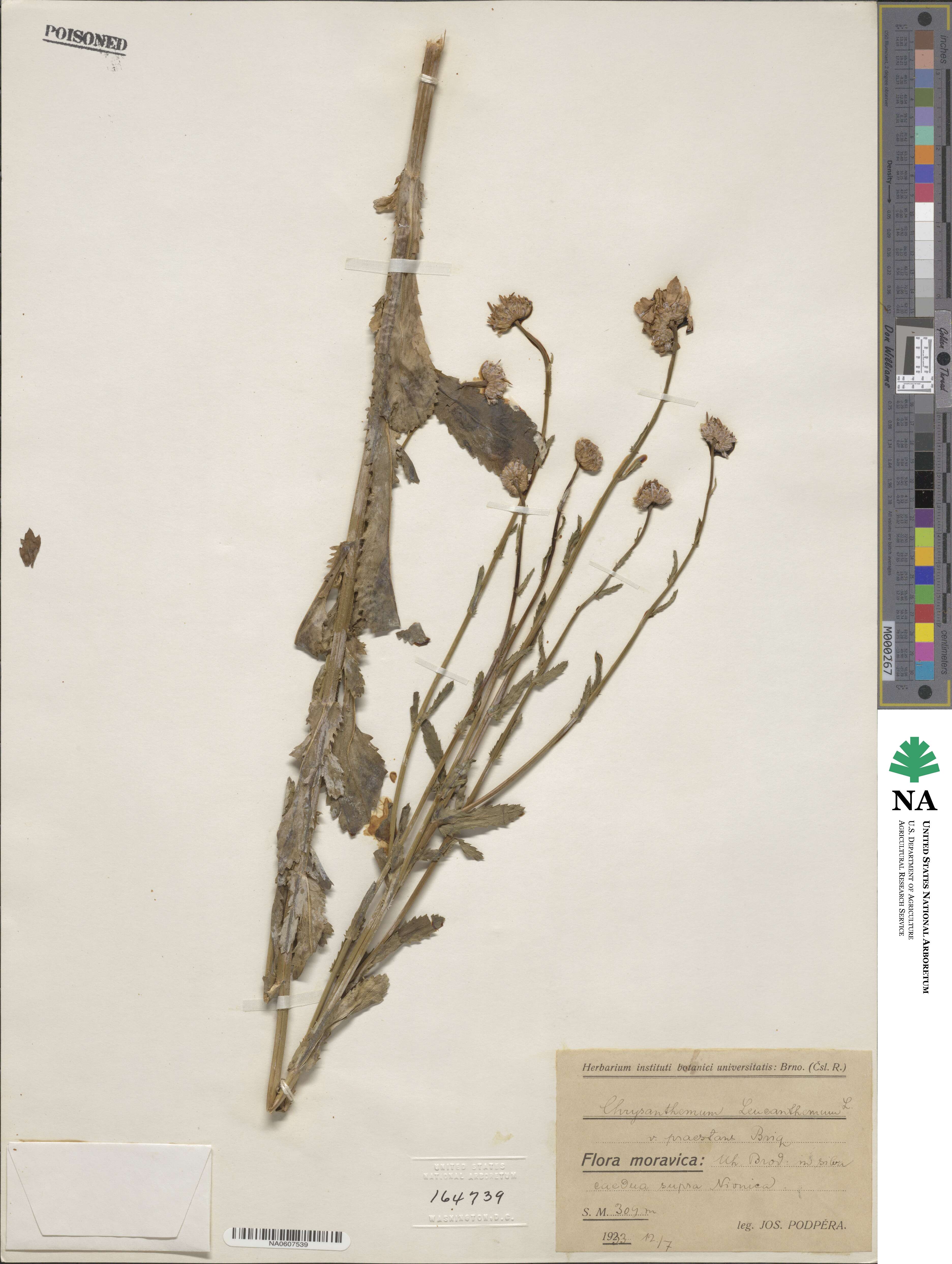 Leucanthemum vulgare subsp. vulgare image