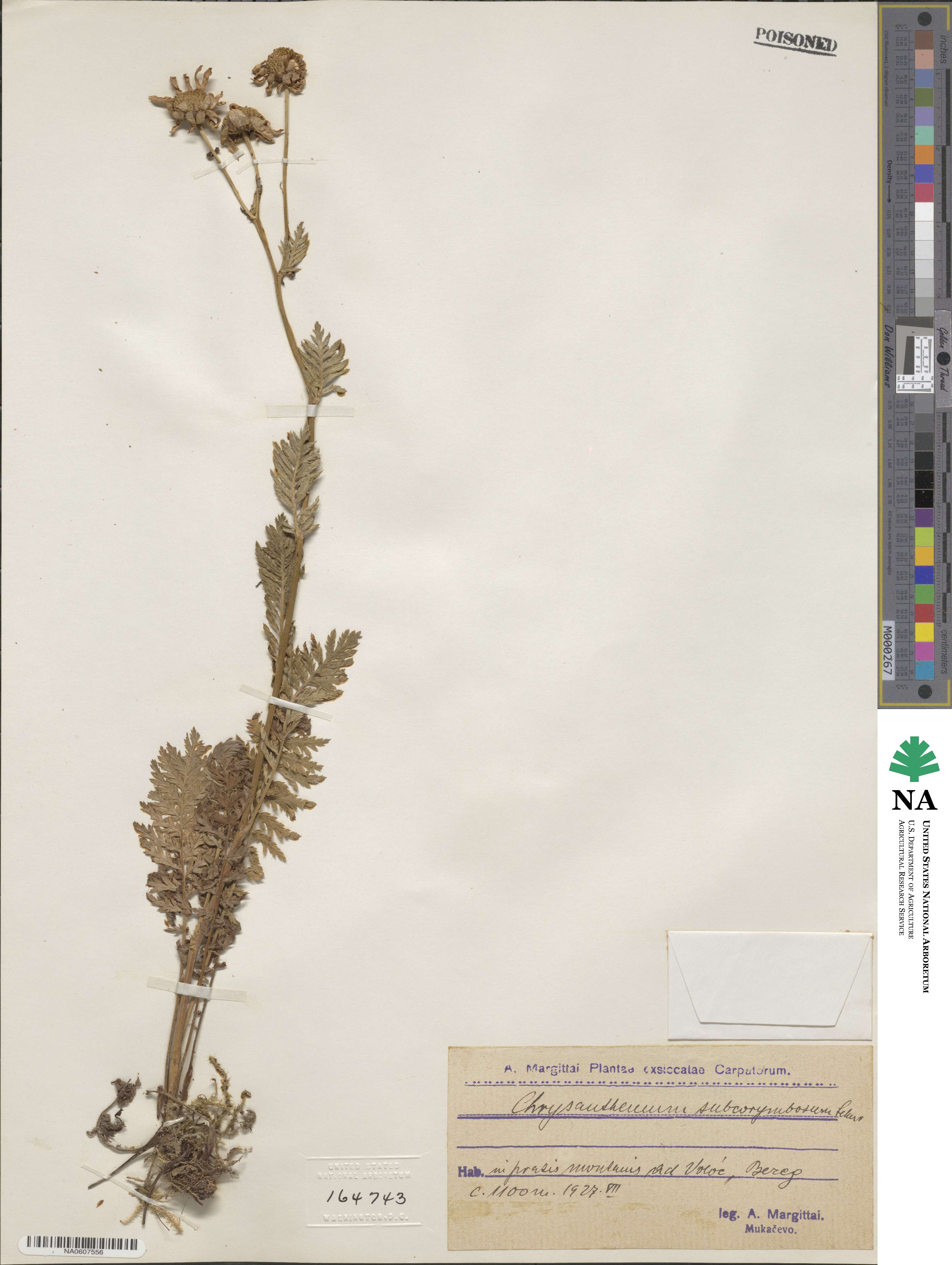 Tanacetum corymbosum subsp. subcorymbosum image