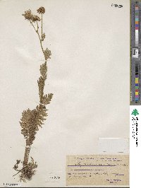 Tanacetum corymbosum image