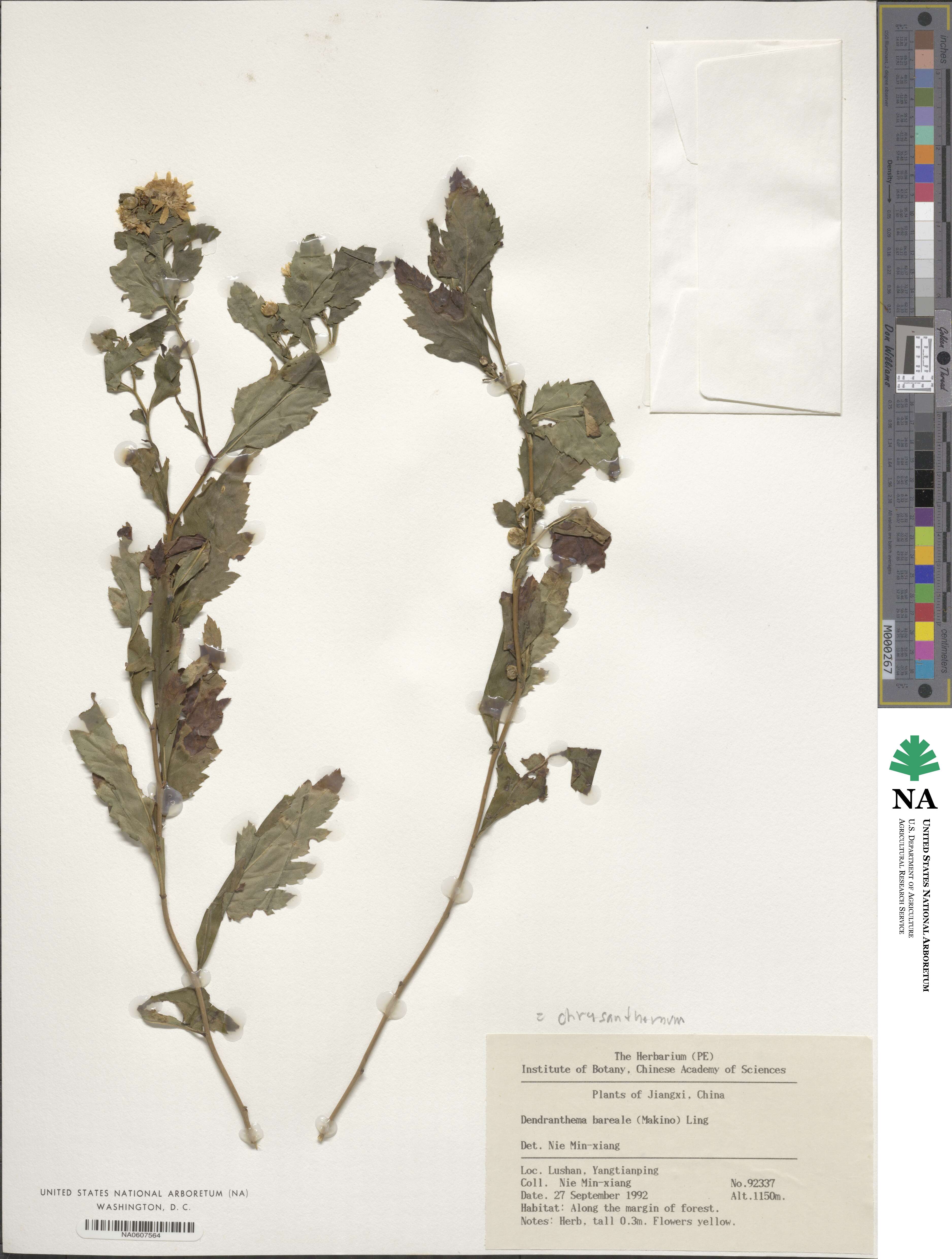 Chrysanthemum boreale image