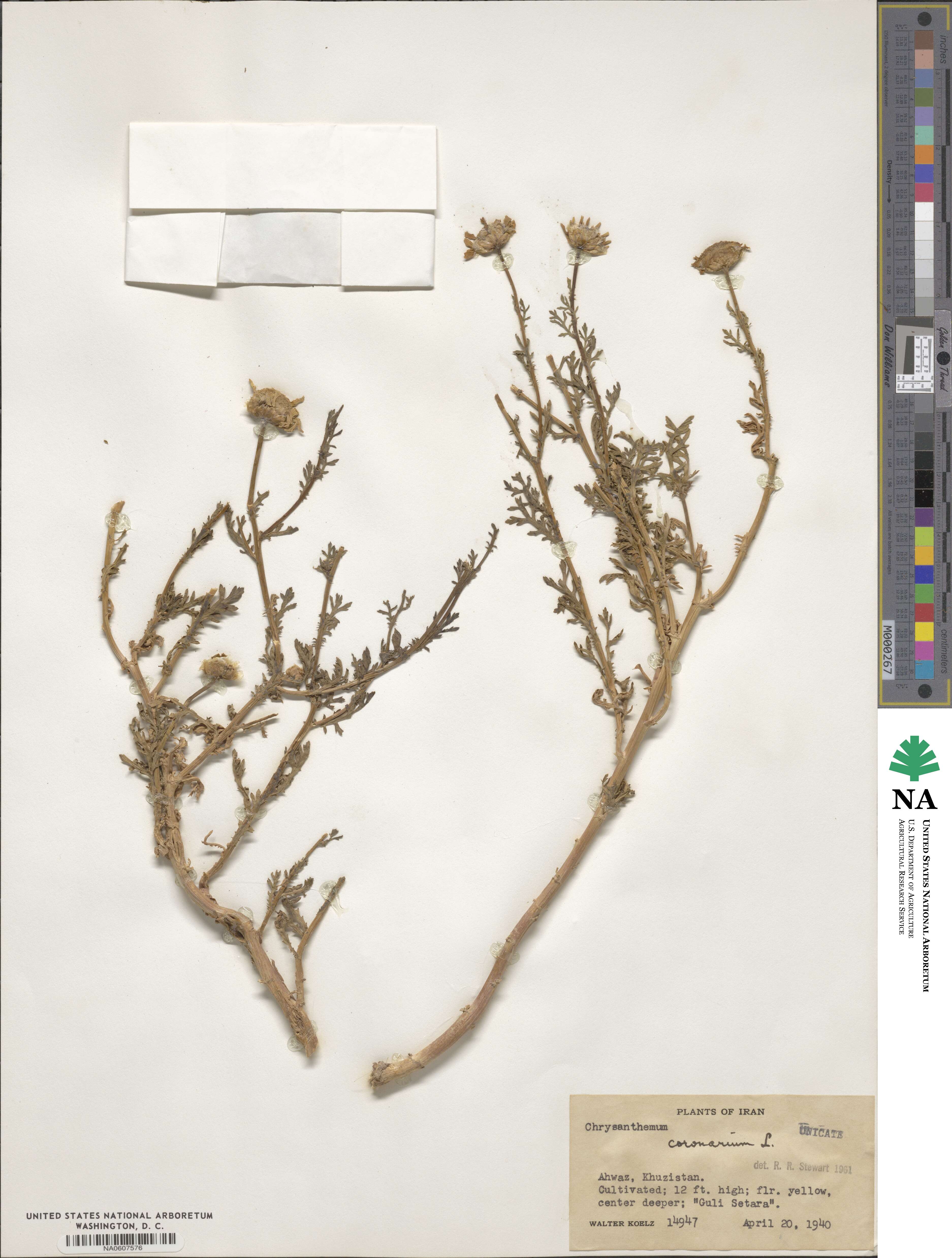 Glebionis coronaria image